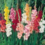 Gladiolus bunch
