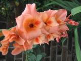 Gladiolus one