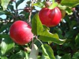 apples apples