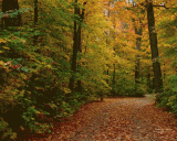 autumn scene