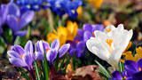 crocus flowers