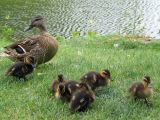 duck ducklings on the bank