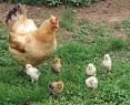 hen chickens