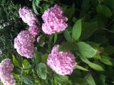 hydrangea hydrangea