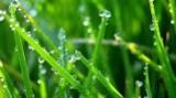 morning dew on grass