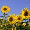 sunflowers