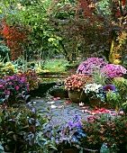Autumn flowers