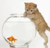 Cat & goldfish