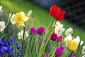 Flowers Garden Colorful spring garden