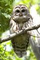 Owl on branch