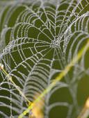 Spider's web