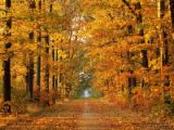 Tall trees