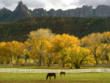 Trees & Horses
